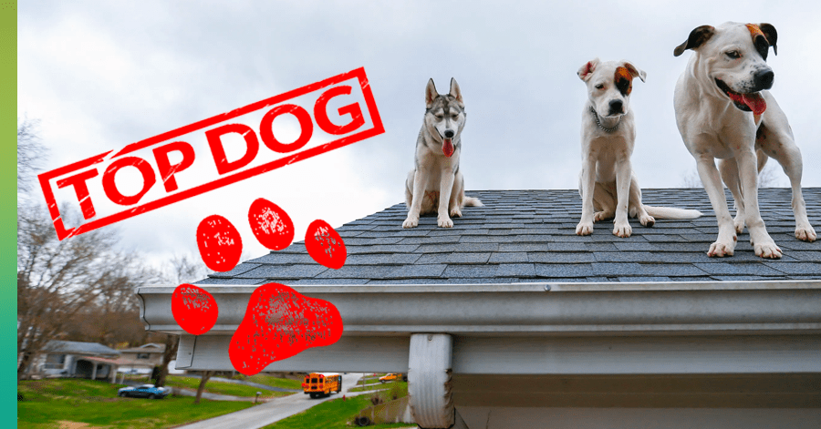 nyhed opretholde Har råd til Top Dog Breeds for Roofing Pros | top dog roofing